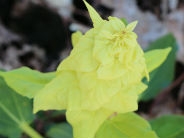 Rheum alexandrae