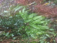 Phyllitis scolopendrium Asplenium
