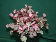 Saxifraga 'Crystal Pink' (fortunei) (5)