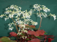 Saxifraga fortunei rubrifolia