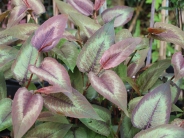 Persicaria Purple Fantasy