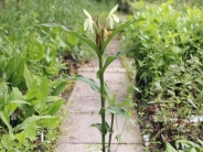 Roscoea 'Beesiana'