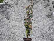 cercidiphyllum japonicum red fox