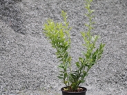 Sarcococca confusa