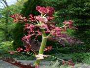Rheum palmatum 'Atrosanguineum'