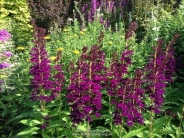 Lobelia Hadspen Purple