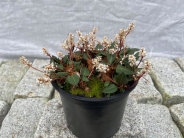 Persicaria tenuicaulis