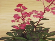 Rodgersia henrici 'Cherry Blush'