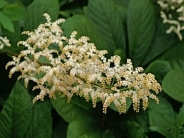 Rodgersia aesculifolia AGM