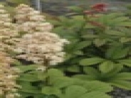 Rodgersia henrici