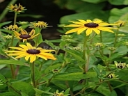 Rudbeckia fulgida 'Goldsturm'