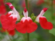 Salvia Hot Lips
