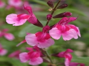 Salvia greggii Icing Sugar