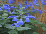 Salvia guanajuato
