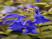 Salvia patens Deep Blue