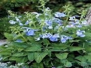 Salvia patens Sky Blue