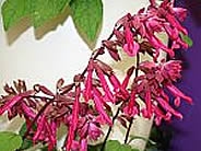 Salvia 'Wendy's Wish'