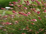 Sanguisorba officnalis 'Pink Tanna'
