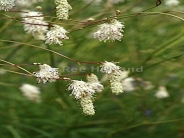 Sanguisorba tenufolia 'Alba'