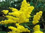 Acacia dealbata