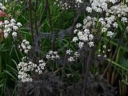 Anthriscus sylvestris Ravenswing