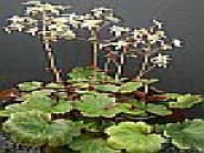 Saxifraga 'Blackberry and Apple Pie' (fortunei) (5)