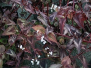Persicaria microcphala Red Dragon