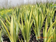 Iris pseudacorus 'Variegata' AGM