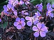 Geranium Black Beauty