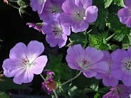 Geranium 'Rozanne'