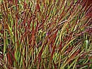 Imperata cylindrica 'Red Baron' ... see I. cylindrica 'Rubra'
