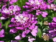 Iberis 'Absolutely Amathyst'