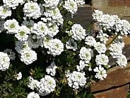 Iberis sempervirens 'Snowflake