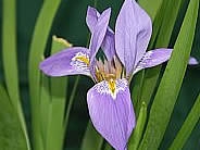 Iris lazica
