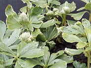 Pachysandra terminalis Variegata