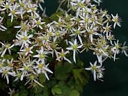 Saxifraga 'Mount Nachi' (fortunei) (5)