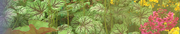 Barracott Plants, Shade Loving Perennials