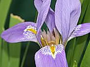 Bulbs for spring, summer and autumn