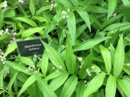 Maianthemum stellatum
