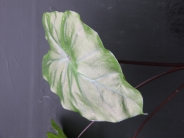 Colocasia esculenta Fontanesii