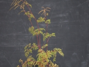 Aruncus Horatio