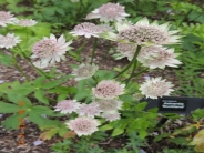 Astrantia Buckland