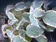 Plectranthrus variegata