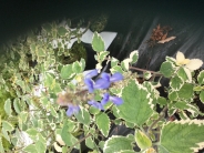 Plectranthus aranthus