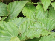Begonia Wavy Green Pan Global Plants