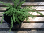 Athyrium filix-femina 'Frizelliae'