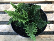Dryopteris affinis 'Crispa Gracilis'