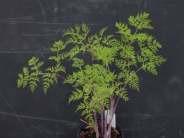 Selinum wallichianum