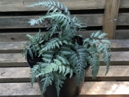 Athyrium niponicum var. pictum 'Pewter Lace'