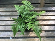 Dryopteris lepidopoda